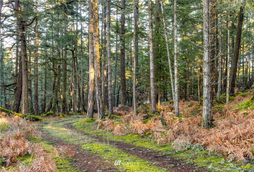 0 Mount Dallas, San Juan Island, Washington 98250, ,Land,For Sale,Mount Dallas,NWM1878680