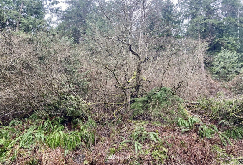 0 Roosevelt Rd, Point Roberts, Washington 98281, ,Land,For Sale,Roosevelt Rd,NWM1879071