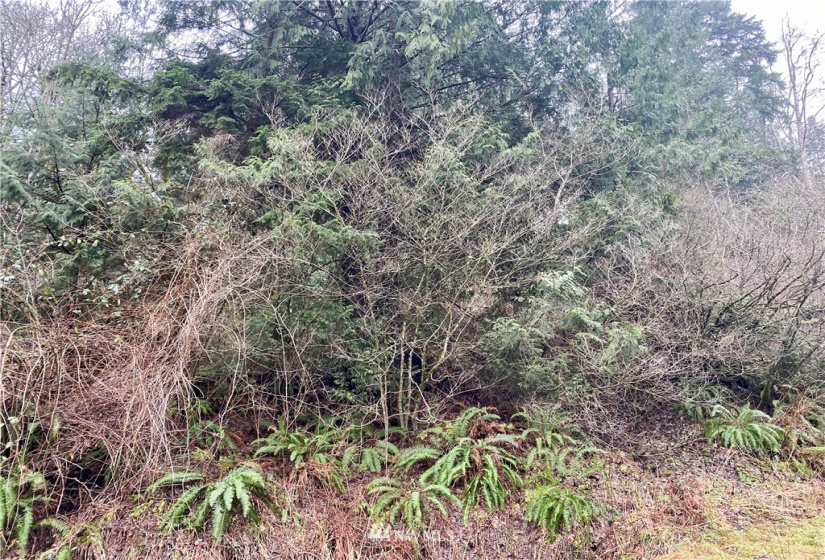 0 Roosevelt Rd, Point Roberts, Washington 98281, ,Land,For Sale,Roosevelt Rd,NWM1879073