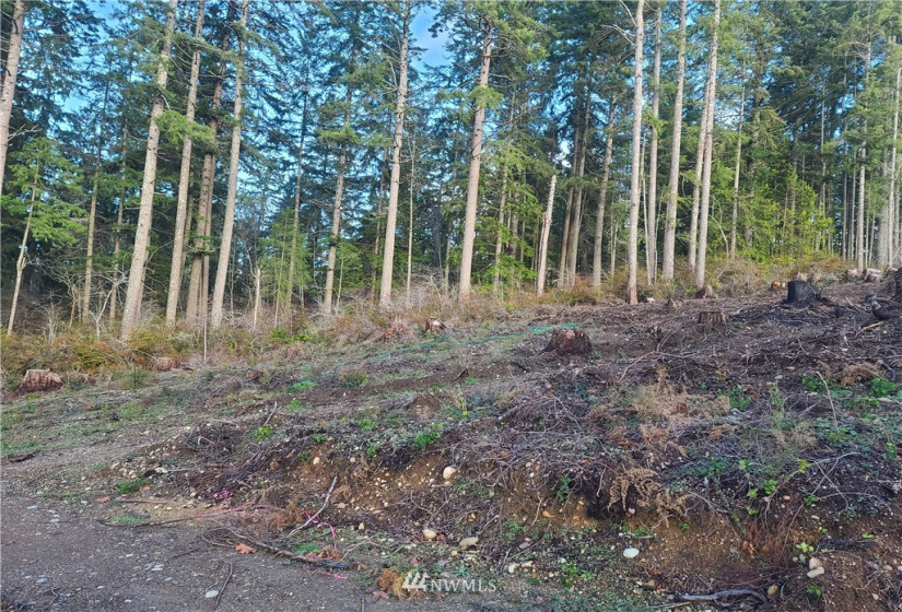 4333 State Route 302, Belfair, Washington 98528, ,Land,For Sale,Short Plat #1595,State Route 302,NWM1879152