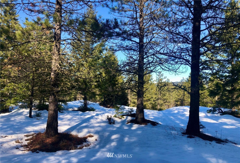 19 Gold Leaf, Cle Elum, Washington 98922, ,Land,For Sale,Tumble Creek,Gold Leaf,NWM1876863
