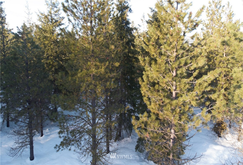 19 Gold Leaf, Cle Elum, Washington 98922, ,Land,For Sale,Tumble Creek,Gold Leaf,NWM1876863