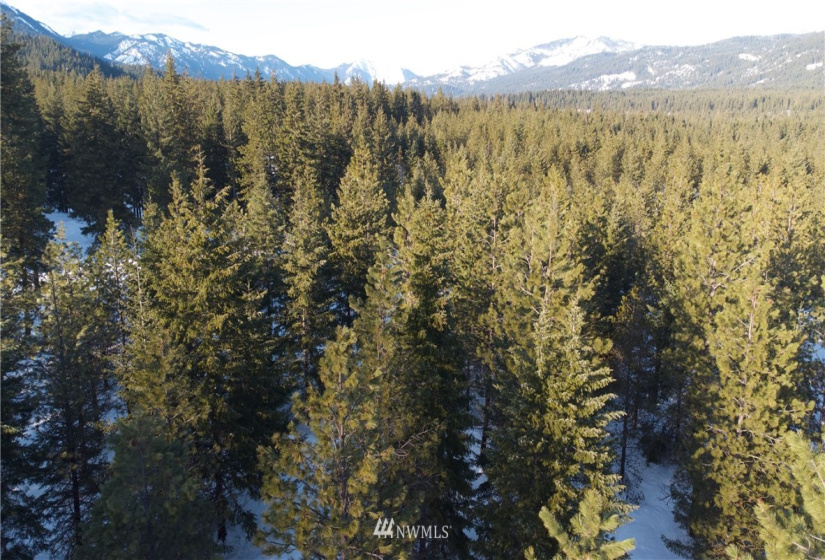 19 Gold Leaf, Cle Elum, Washington 98922, ,Land,For Sale,Tumble Creek,Gold Leaf,NWM1876863
