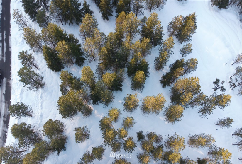 19 Gold Leaf, Cle Elum, Washington 98922, ,Land,For Sale,Tumble Creek,Gold Leaf,NWM1876863