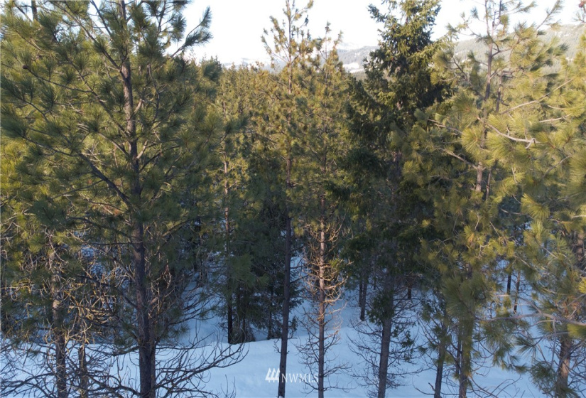 19 Gold Leaf, Cle Elum, Washington 98922, ,Land,For Sale,Tumble Creek,Gold Leaf,NWM1876863