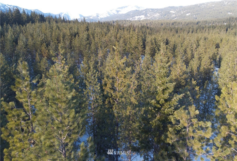 19 Gold Leaf, Cle Elum, Washington 98922, ,Land,For Sale,Tumble Creek,Gold Leaf,NWM1876863