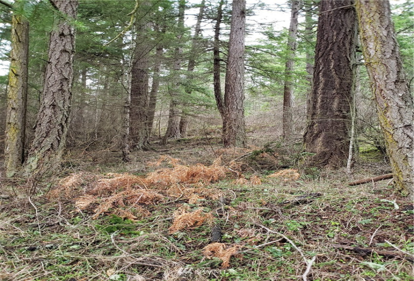 0 XX Rosario, Orcas Island, Washington 98245, ,Land,For Sale,Rosario Estates,Rosario,NWM1878360