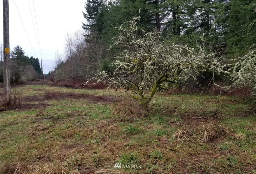 20205 Whitefish, Tenino, Washington 98589, ,Land,For Sale,Whitefish,NWM1879655
