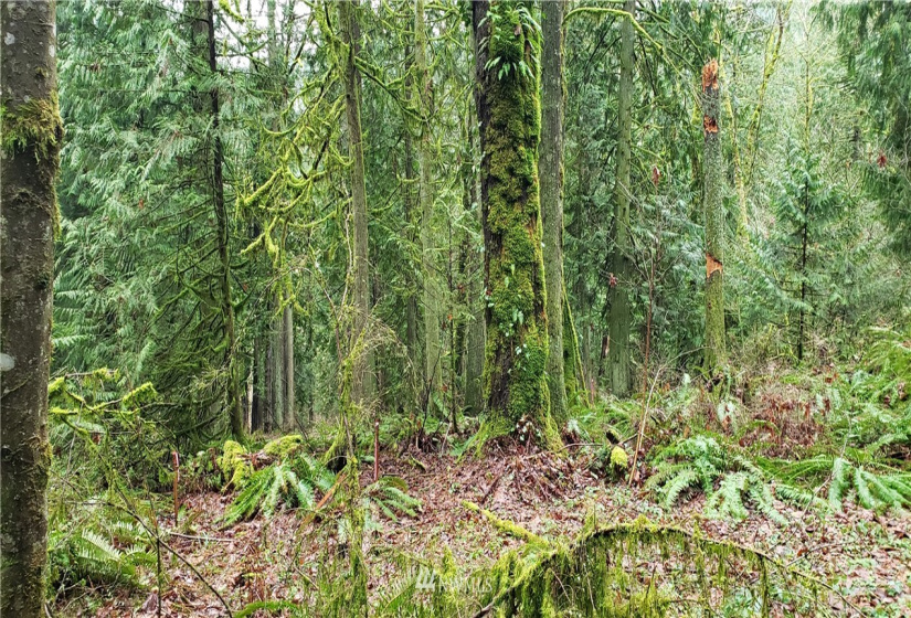 18803 109th, Issaquah, Washington 98027, ,Land,For Sale,109th,NWM1879614