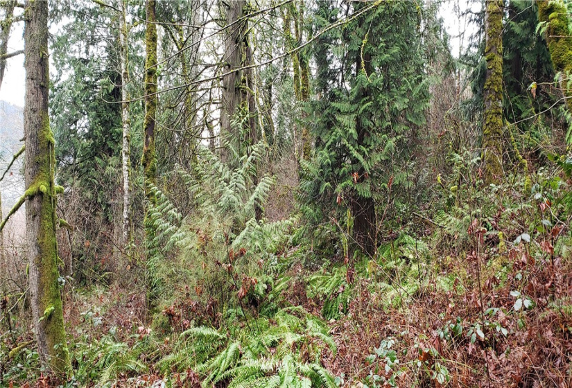 18803 109th, Issaquah, Washington 98027, ,Land,For Sale,109th,NWM1879614