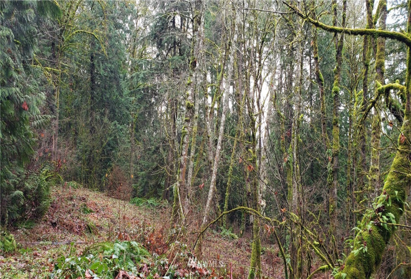 18803 109th, Issaquah, Washington 98027, ,Land,For Sale,109th,NWM1879614