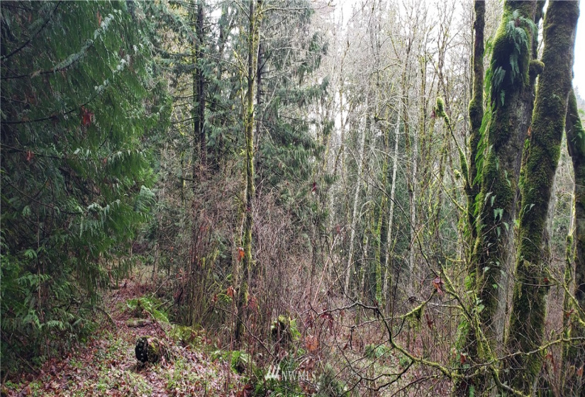 18803 109th, Issaquah, Washington 98027, ,Land,For Sale,109th,NWM1879614