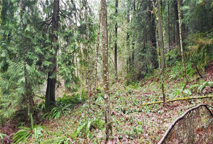 18803 109th, Issaquah, Washington 98027, ,Land,For Sale,109th,NWM1879614