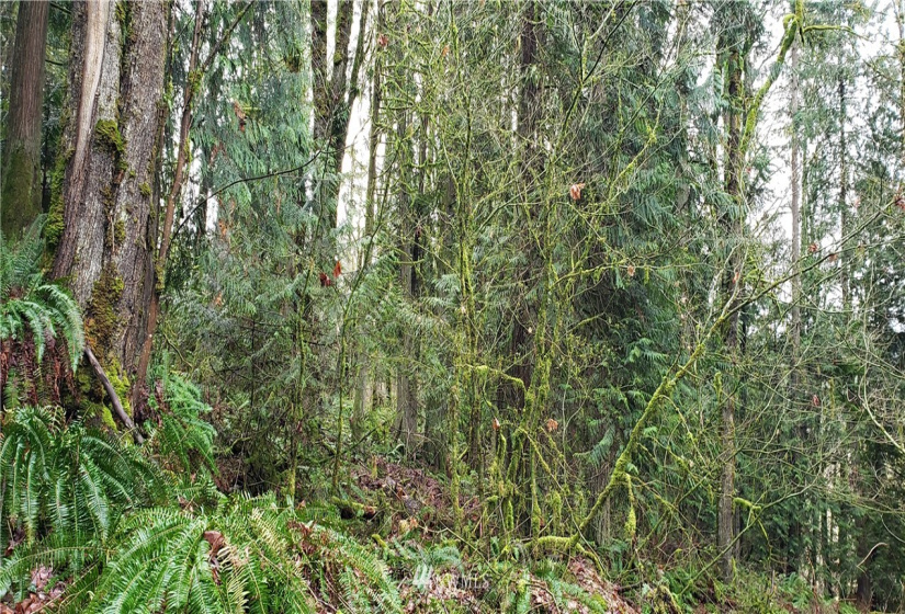 18803 109th, Issaquah, Washington 98027, ,Land,For Sale,109th,NWM1879614