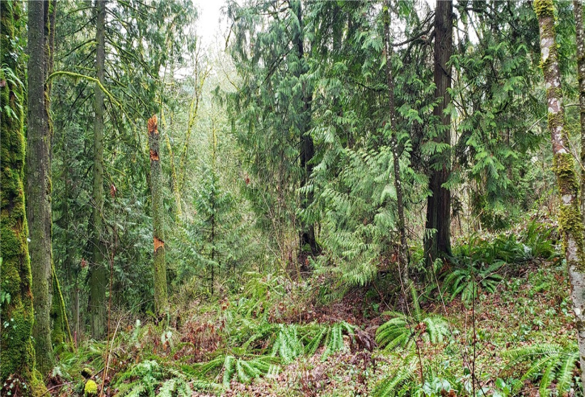 18803 109th, Issaquah, Washington 98027, ,Land,For Sale,109th,NWM1879614