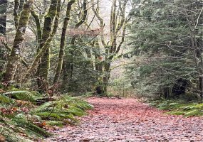 5958 Stephanie, Port Orchard, Washington 98367, ,Land,For Sale,Stephanie,NWM1714588