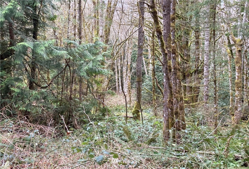5878 Stephanie, Port Orchard, Washington 98367, ,Land,For Sale,Stephanie,NWM1714567