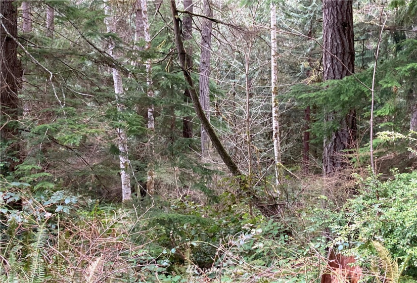 5898 Stephanie, Port Orchard, Washington 98367, ,Land,For Sale,Stephanie,NWM1714563
