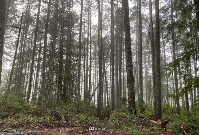8106 Lackey, Vaughn, Washington 98394, ,Land,For Sale,Lackey,NWM1879894