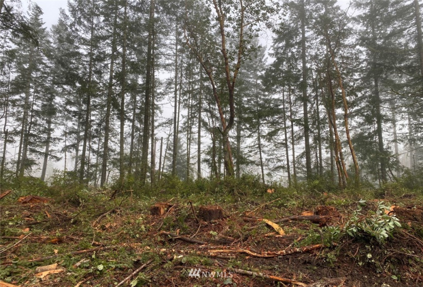 8106 Lackey, Vaughn, Washington 98394, ,Land,For Sale,Lackey,NWM1879894