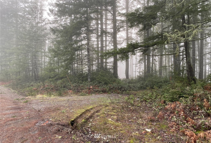 8106 Lackey, Vaughn, Washington 98394, ,Land,For Sale,Lackey,NWM1879894