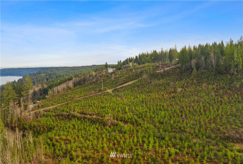 0 Above E Dalby, Union, Washington 98592, ,Land,For Sale,Union Mcreavy's 3rd Block,Above E Dalby,NWM1878046