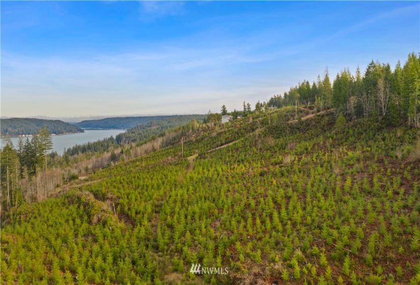 0 Above E Dalby, Union, Washington 98592, ,Land,For Sale,Union Mcreavy's 3rd Block,Above E Dalby,NWM1878046