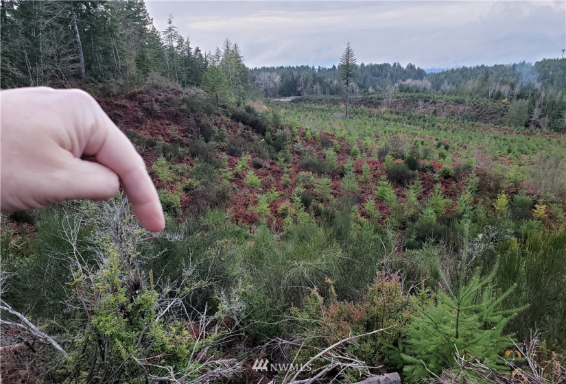 0 Above E Dalby, Union, Washington 98592, ,Land,For Sale,Union Mcreavy's 3rd Block,Above E Dalby,NWM1878046