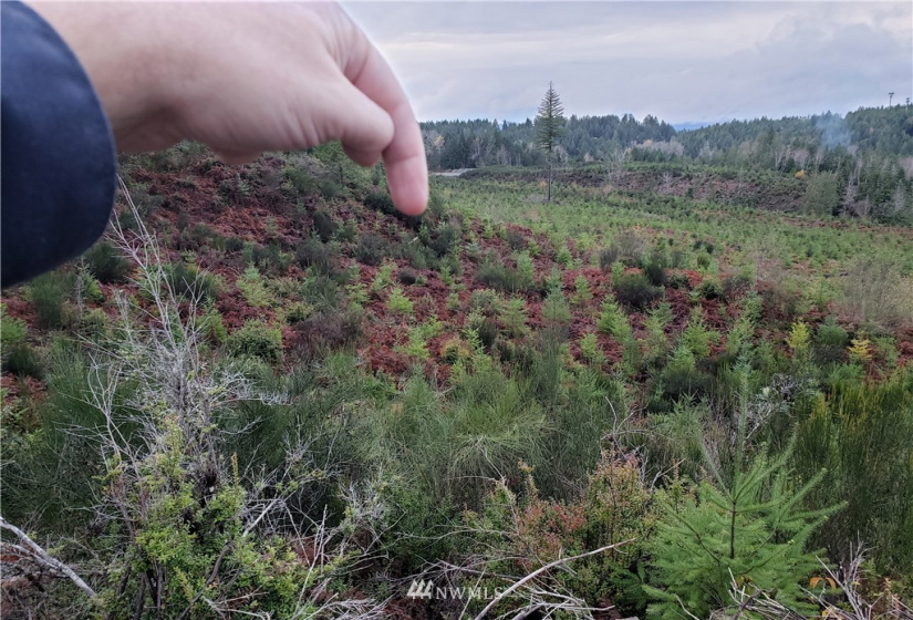 0 Above E Dalby, Union, Washington 98592, ,Land,For Sale,Union Mcreavy's 3rd Block,Above E Dalby,NWM1878046