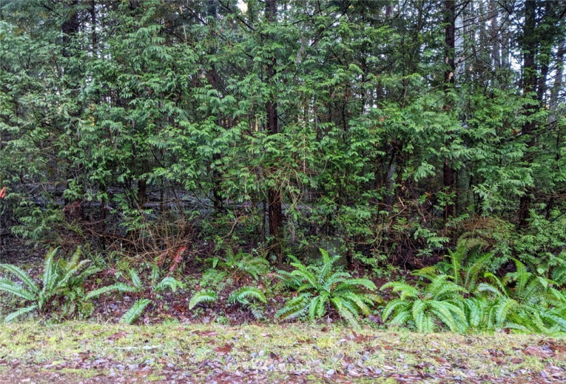 1665 Georgia, Point Roberts, Washington 98281, ,Land,For Sale,Dogwood Park,Georgia,NWM1880401