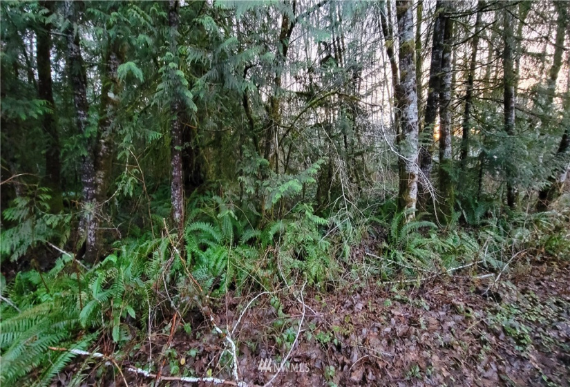 0 Chimacum, Elma, Washington 98541, ,Land,For Sale,Chimacum,NWM1878653