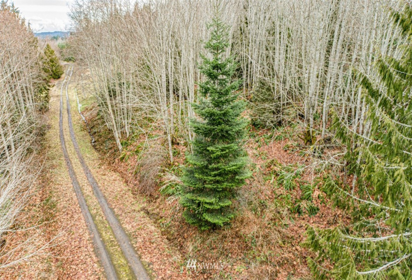 9999 Black Bear (Lot 7), Port Angeles, Washington 98362, ,Land,For Sale,Black Bear (Lot 7),NWM1879709
