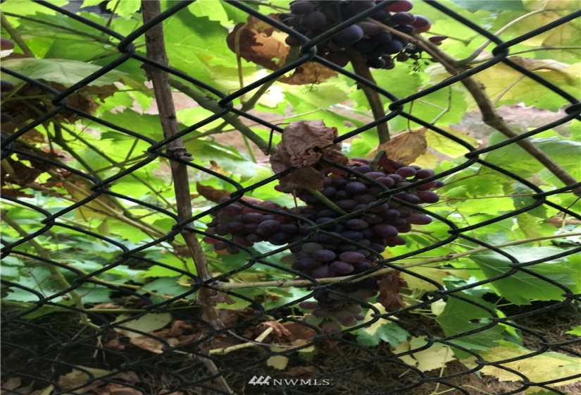 5008 230th, Buckley, Washington 98321, ,Residential Income,For Sale,230th,NWM1880641