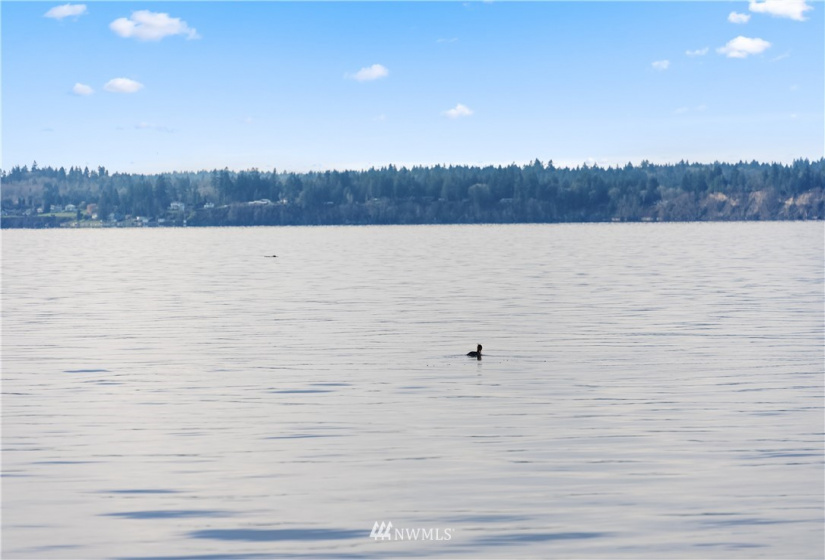 0 3rd, Fox Island, Washington 98333, ,Land,For Sale,3rd,NWM1869414