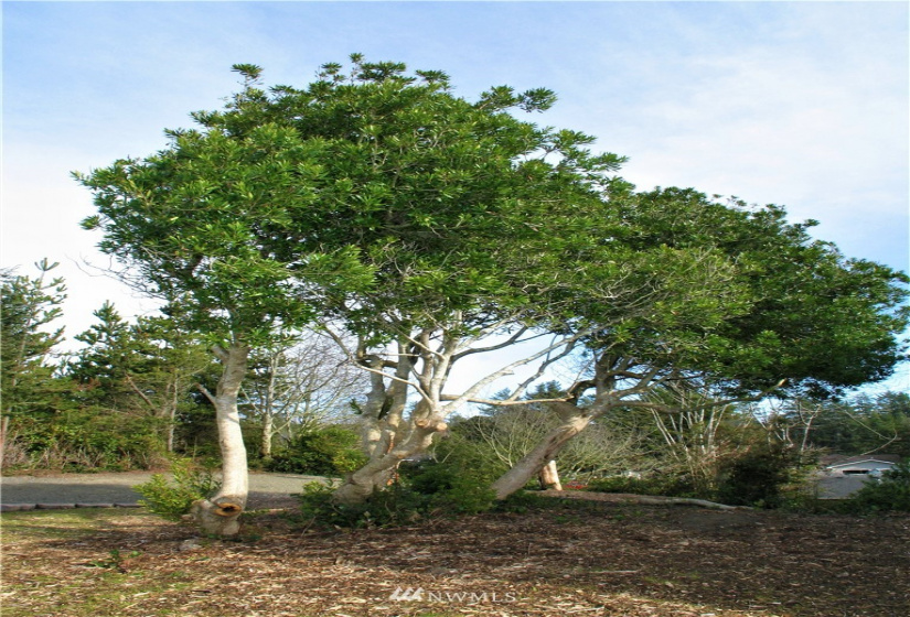 30508 K, Ocean Park, Washington 98640, ,Land,For Sale,Surfside Estates,K,NWM1879468