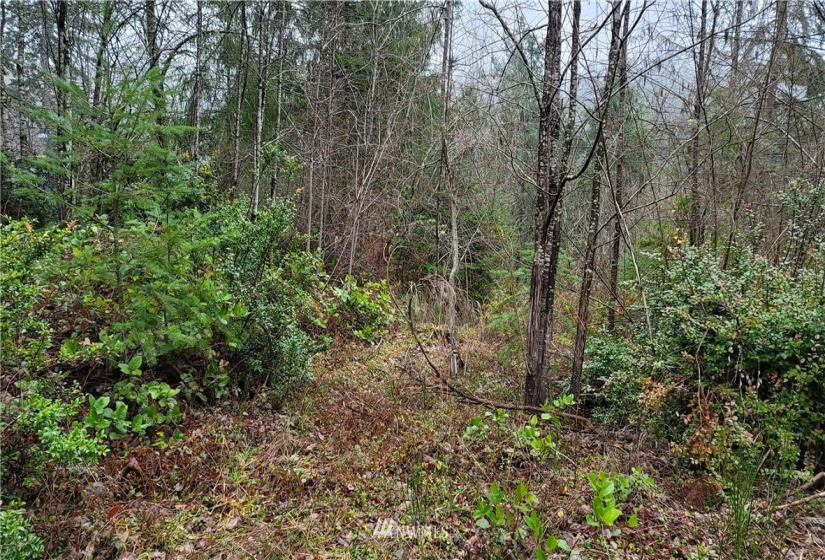 281 Road Of Tralee, Shelton, Washington 98584, ,Land,For Sale,Road Of Tralee,NWM1879256