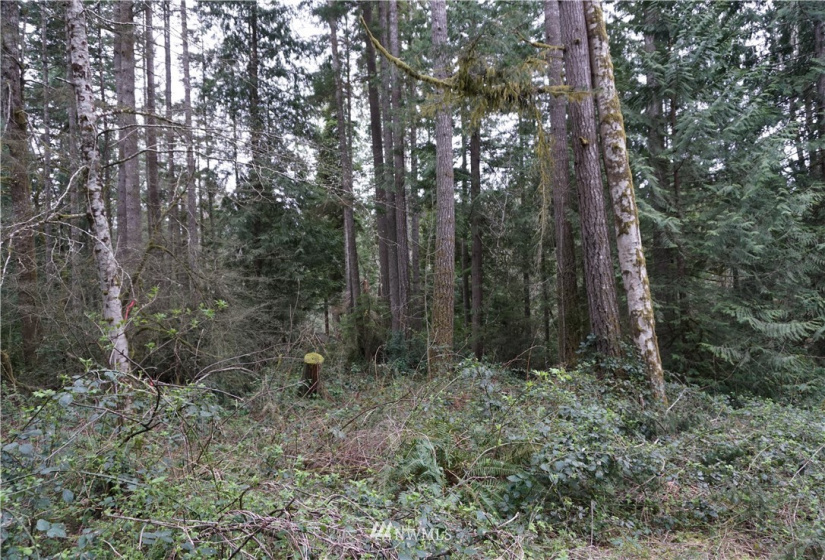 0 Bass Lane, Lakebay, Washington 98349, ,Land,For Sale,Bass Lane,NWM1880350