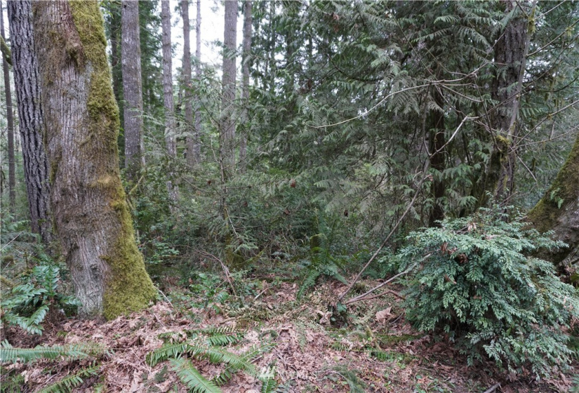 0 Bass Lane, Lakebay, Washington 98349, ,Land,For Sale,Bass Lane,NWM1880350