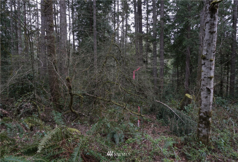 0 Bass Lane, Lakebay, Washington 98349, ,Land,For Sale,Bass Lane,NWM1880350