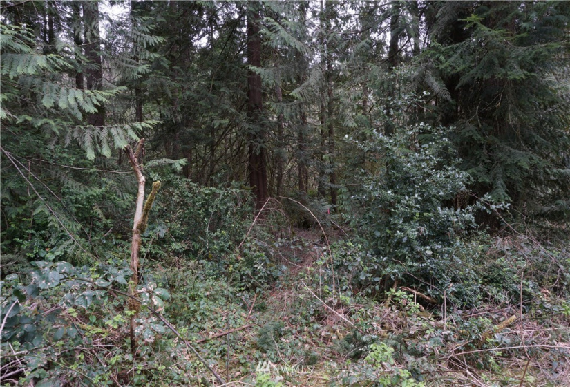 0 Bass Lane, Lakebay, Washington 98349, ,Land,For Sale,Bass Lane,NWM1880350