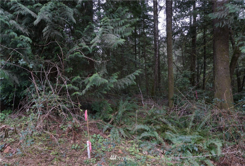 0 Bass Lane, Lakebay, Washington 98349, ,Land,For Sale,Bass Lane,NWM1880350