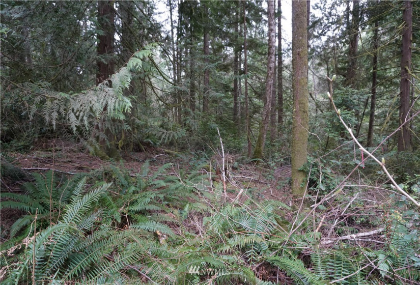 0 Bass Lane, Lakebay, Washington 98349, ,Land,For Sale,Bass Lane,NWM1880350