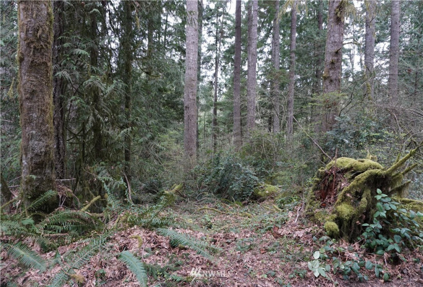 0 Bass Lane, Lakebay, Washington 98349, ,Land,For Sale,Bass Lane,NWM1880350