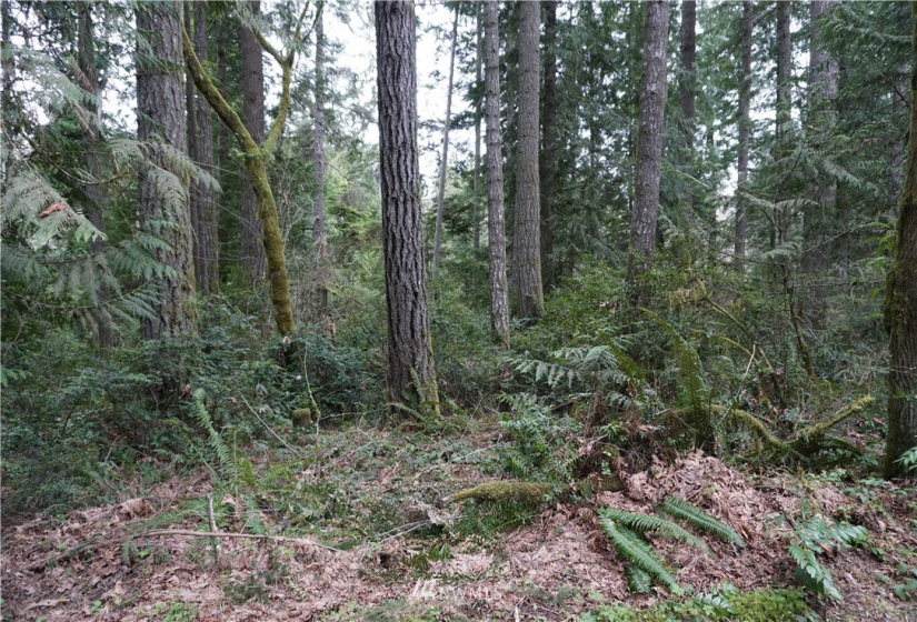0 Bass Lane, Lakebay, Washington 98349, ,Land,For Sale,Bass Lane,NWM1880350