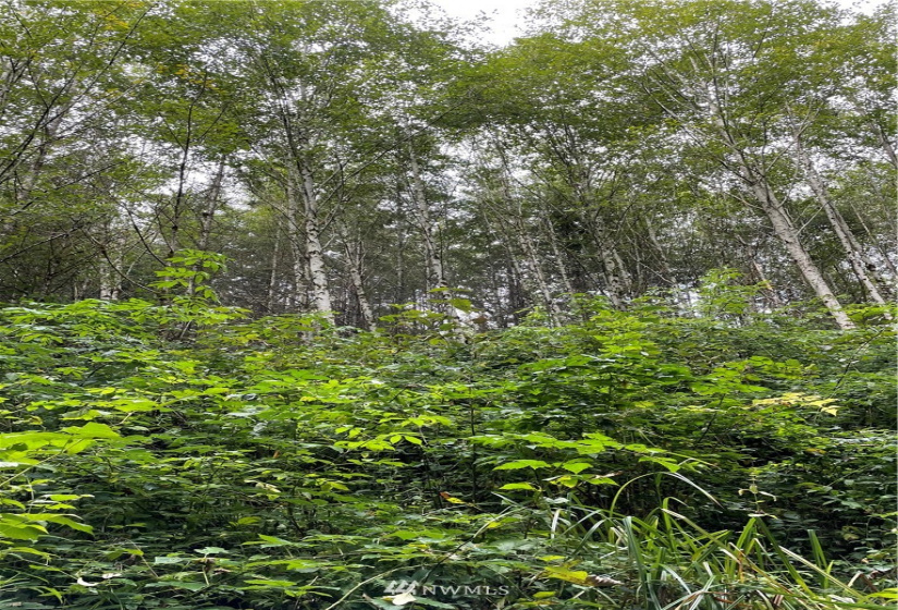 0 Ragland, Longview, Washington 98632, ,Land,For Sale,Ragland,NWM1880024