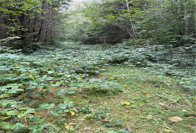 0 Ragland, Longview, Washington 98632, ,Land,For Sale,Ragland,NWM1880024