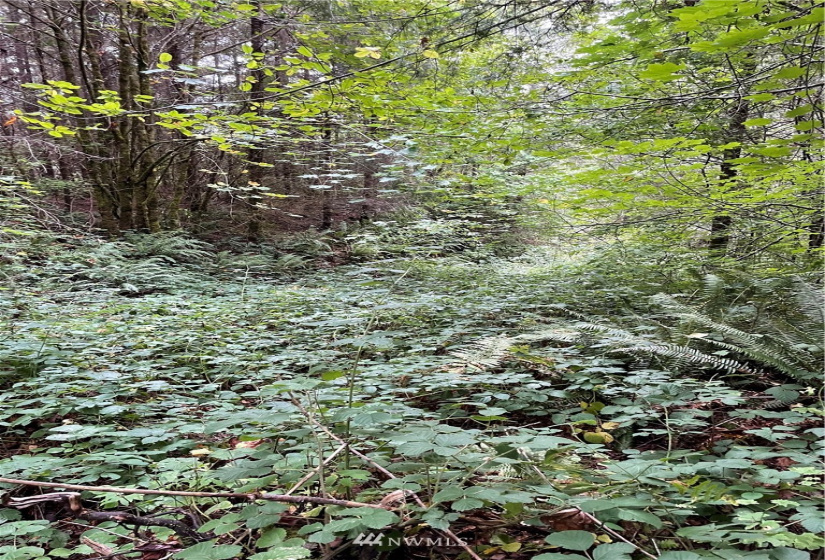 0 Ragland, Longview, Washington 98632, ,Land,For Sale,Ragland,NWM1880024