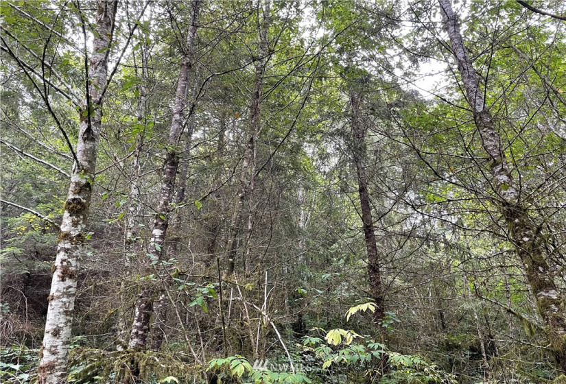 0 Ragland, Longview, Washington 98632, ,Land,For Sale,Ragland,NWM1880024