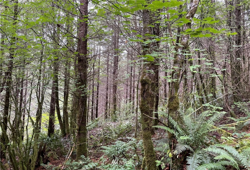 0 Ragland, Longview, Washington 98632, ,Land,For Sale,Ragland,NWM1880024