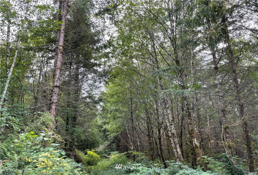 0 Ragland, Longview, Washington 98632, ,Land,For Sale,Ragland,NWM1880024